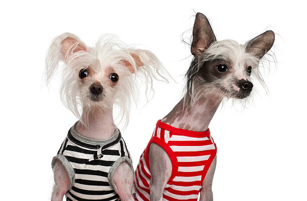 istock Chinese Crested Dogs, 10 and 18 months old, sitting 471487317