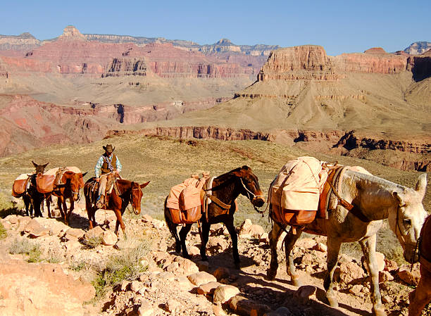 mule en train dans le grand canyon - mule grand canyon canyon riding photos et images de collection