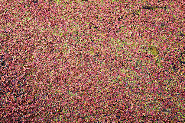 Red Algae stock photo