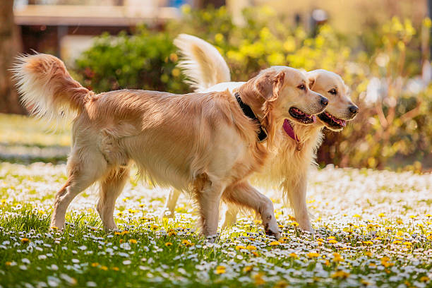 retrievers brincando no parque - two dogs imagens e fotografias de stock