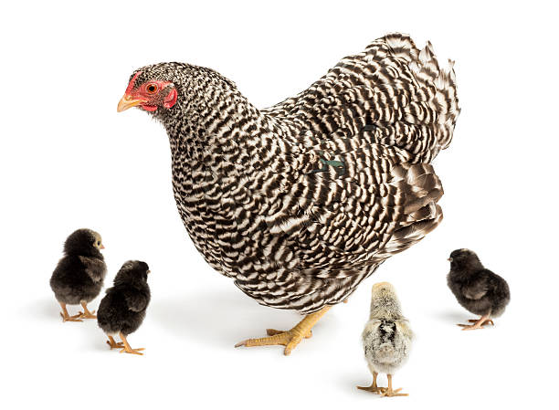 istock Mother Hen with its chicks against white background 471488619