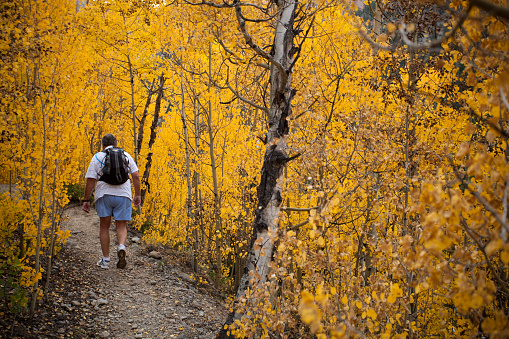 Telluride, USA- September 22, 2012: Man hiking through golden yellow autumn aspens.  Renowned for its natural beauty in the fall season, the San Juan Mountains of southwestern Colorado draw recreational enthusiasts from the world over.  Trails throughout the area lead from alpine aspen forests to soaring Rocky Mountain Peaks.  