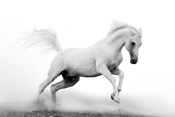 Black and white picture of a beautiful white Arab stallion White Arab stallion in dust over a white  arabian horse photos stock pictures, royalty-free photos & images