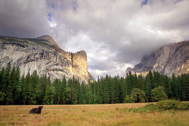 oso negro en yosemite valley - condado de mariposa fotografías e imágenes de stock