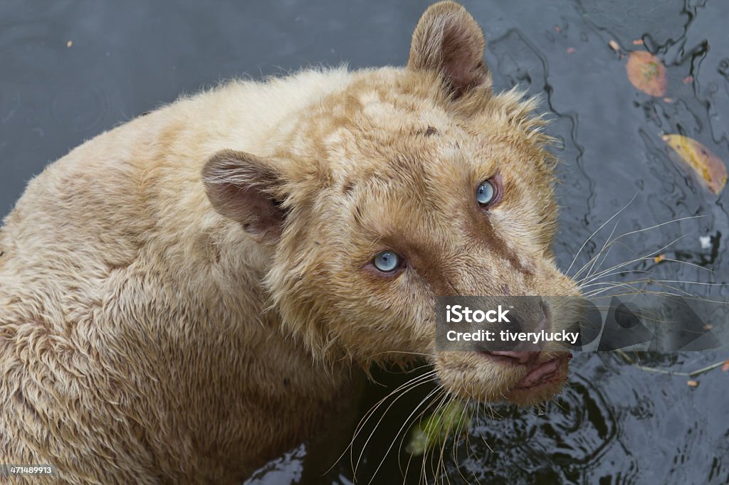 Tigre Branco - Foto de stock de Animais caçando royalty-free