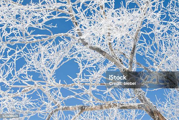 Hoar Escarcha Foto de stock y más banco de imágenes de Azul - Azul, Color vibrante, Cristal de hielo