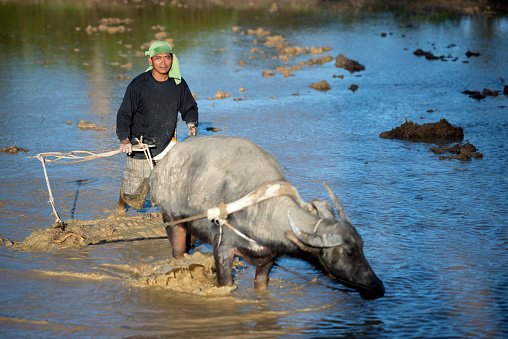 Plough with water buffalo, rice field Asia, heavy work in old tradition