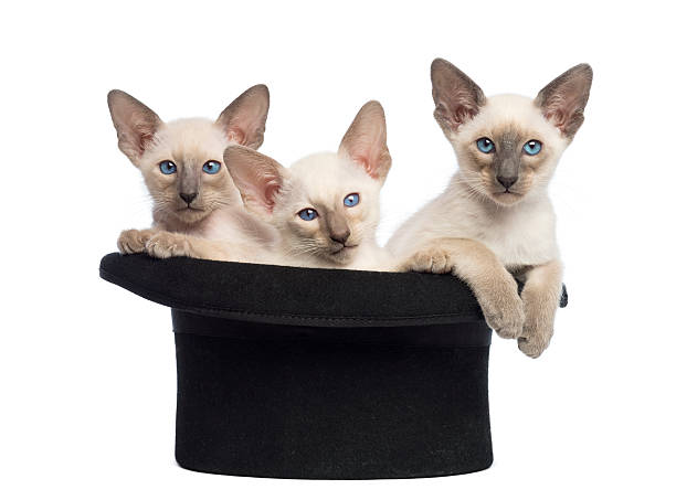 istock Three Oriental Shorthair kittens, 9 weeks old, sitting in hat 471490879