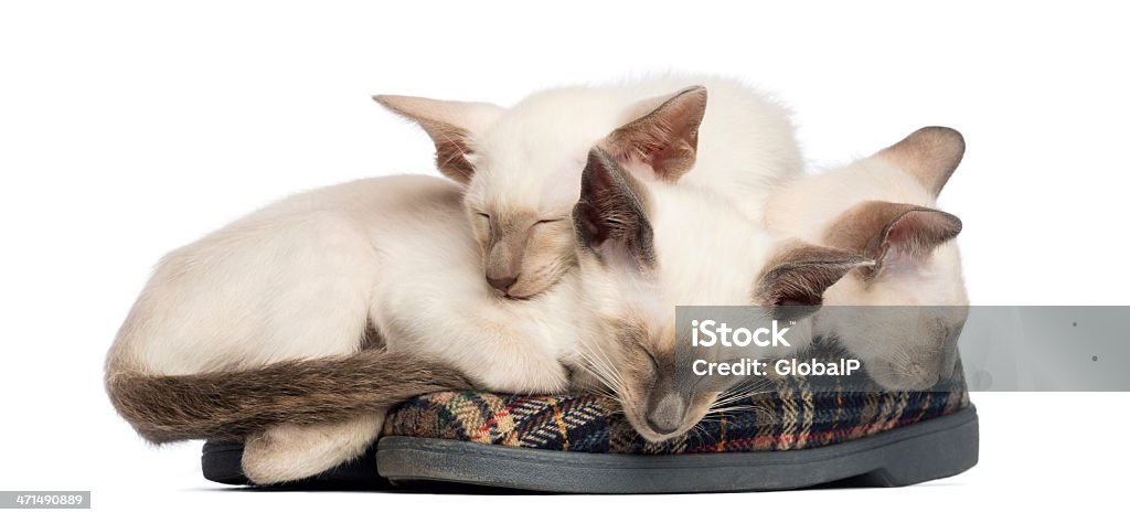 Oriental de pêlo curto três gatinhos, 9 semanas de idade, de repouso e para dormir - Royalty-free Amizade Foto de stock