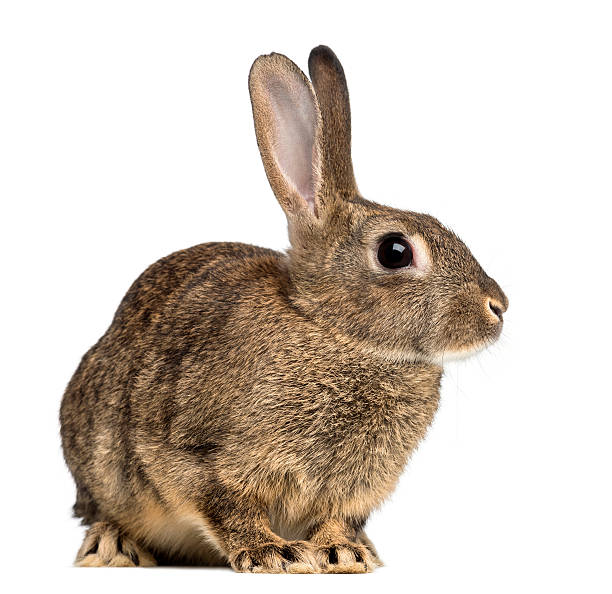 istock European rabbit, 3 months old, Oryctolagus cuniculus 471490895