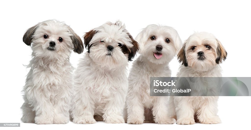 Grupo de Shih Tzu e cachorrinho sentado maltês - Royalty-free Amizade Foto de stock