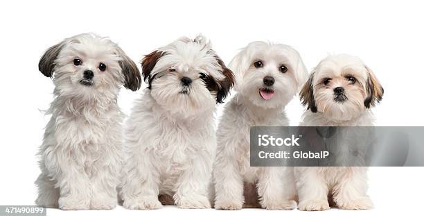 Grupo De Shih Tzu E Cachorrinho Sentado Maltês - Fotografias de stock e mais imagens de Amizade - Amizade, Animal, Animal Doméstico