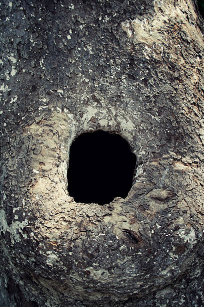 árbol de orificio - tree hole bark brown fotografías e imágenes de stock