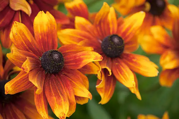 Close up of orange Rudbeckia " Rustic dwarf " flowers with shallow depth of field.