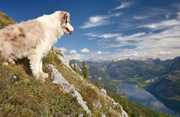 Australian Shepherd Dog overlooking the Austrian Nature Reserve \