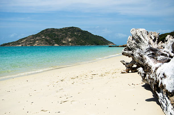 Paradise Driftwood on beach of Lizard Island, Australia lizard island stock pictures, royalty-free photos & images