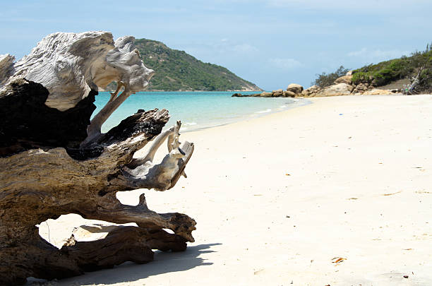 Driftwood Driftwood on the beach of the Blue Lagoon, Lizard Island, Australia. lizard island stock pictures, royalty-free photos & images