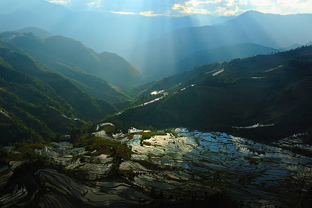 terrasse au coucher du soleil éclatant - agriculture artificial yunnan province china photos et images de collection