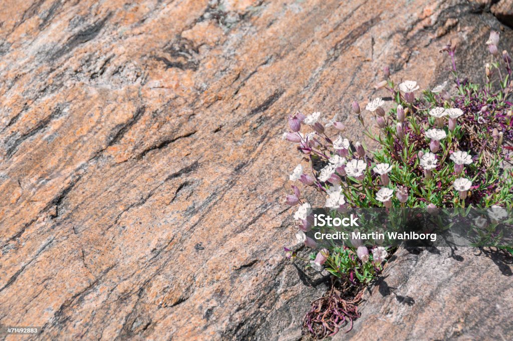 Silene uniflora - Foto stock royalty-free di Ambientazione esterna