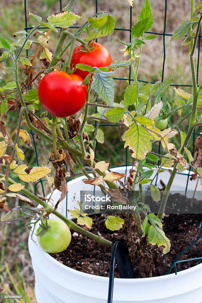 レッドビフテキトマトのバケットガーデン - カラー画像のロイヤリティフリーストックフォト