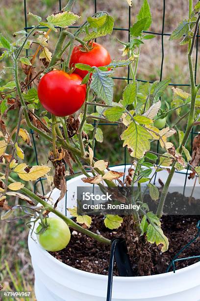 レッドビフテキトマトのバケットガーデン - カラー画像のストックフォトや画像を多数ご用意 - カラー画像, カーネーション, シアトル