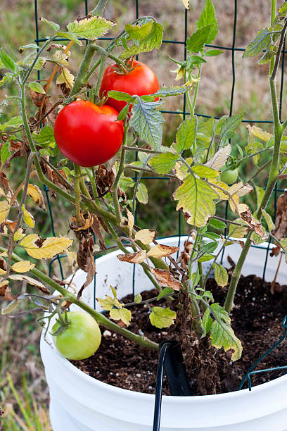 red tomates em um balde para o jardim - duvall - fotografias e filmes do acervo