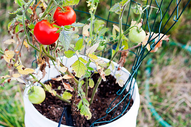 czerwone pomidory w wiaderko ogrodowe - duvall zdjęcia i obrazy z banku zdjęć