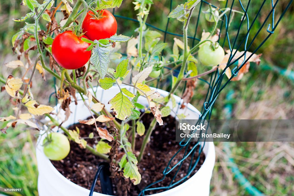 Vermelho tomate em um balde Jardim - Royalty-free Horta Foto de stock