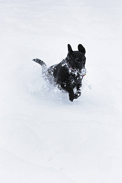 ventisca bounding furibundo perro en la nieve - isweather2013 fotografías e imágenes de stock