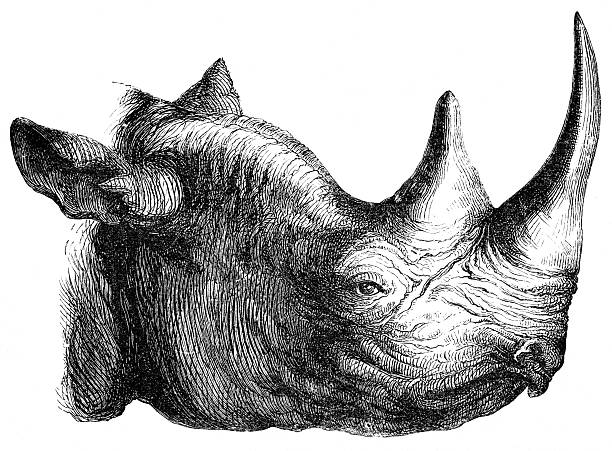 Rhinoceros