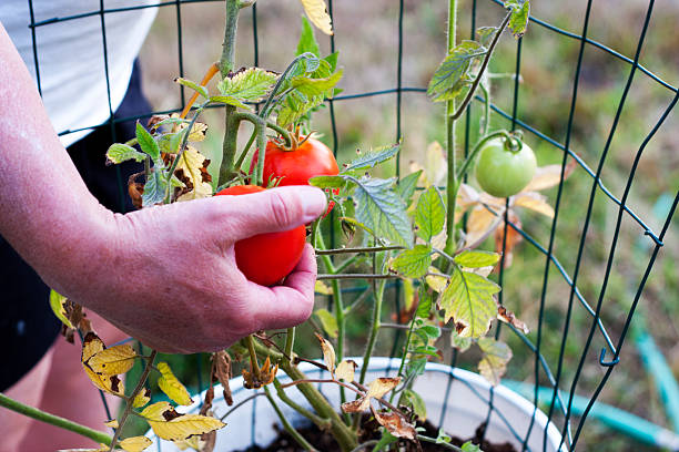 escolher um vermelho tomate - duvall - fotografias e filmes do acervo