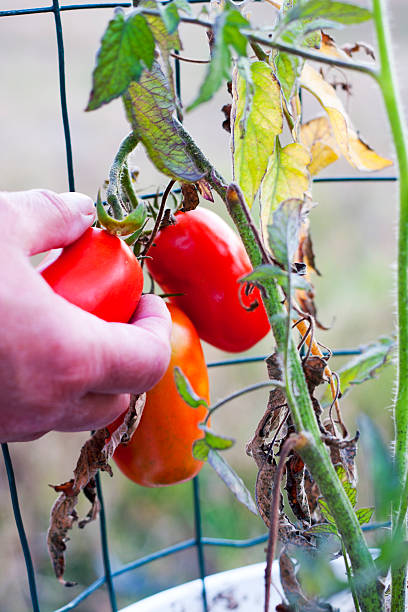 escolher um vermelho tomate - duvall - fotografias e filmes do acervo