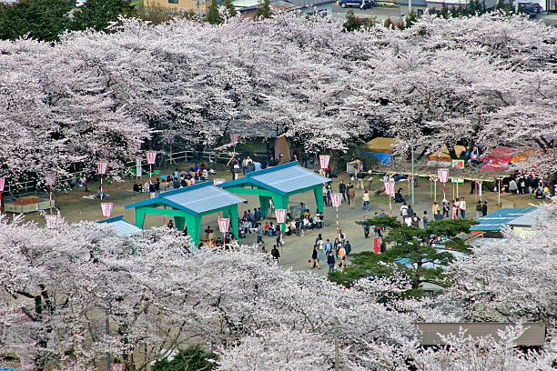 Sendai, Japan - April 11th, 2004: People gathering in the Sendai park for hanami (cherry blossom) festival.