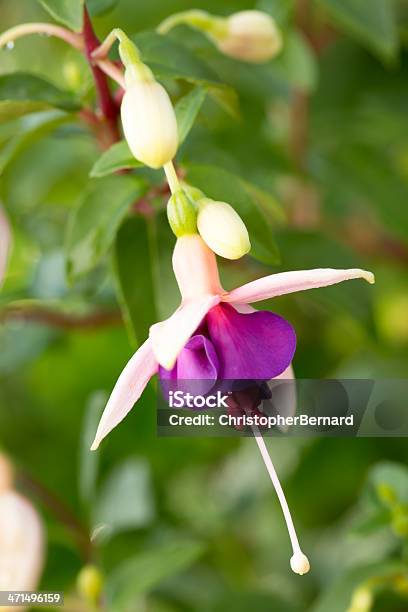 Foto de Fúchsia Cascade e mais fotos de stock de Agricultura - Agricultura, Ajardinado, Anual - Característica da planta