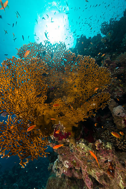 istock Fish and tropical reef in the Red Sea. 471496227