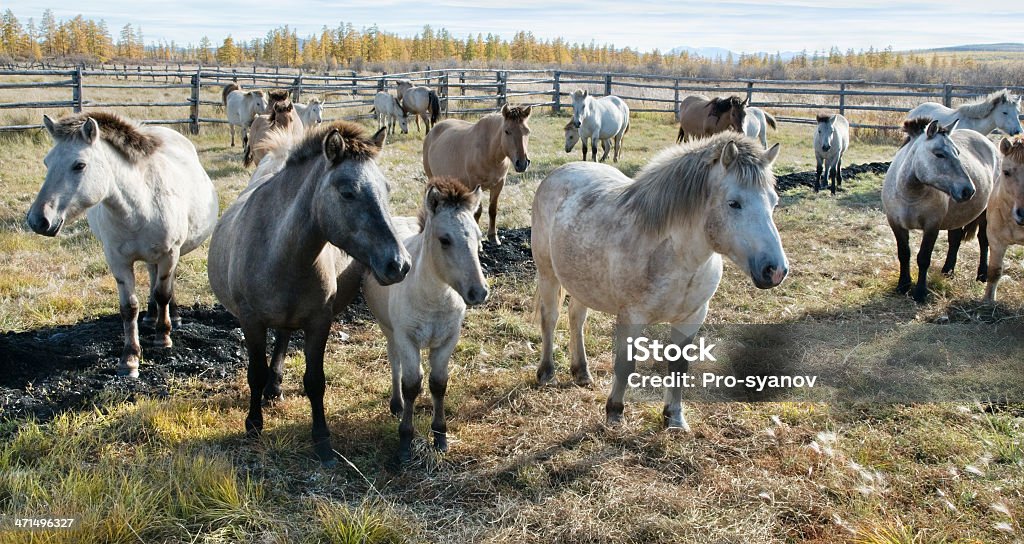 Yakut cavalo. - Foto de stock de Agricultura royalty-free