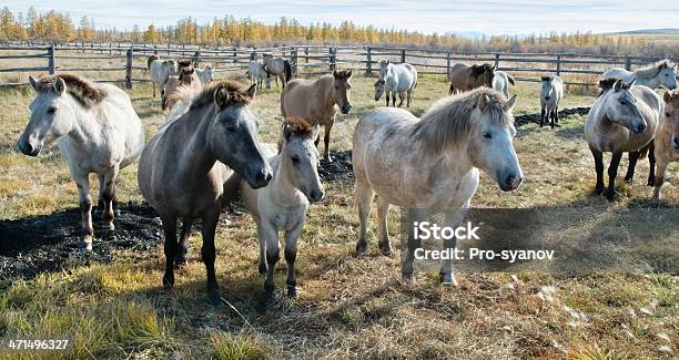 Foto de Yakut Cavalo e mais fotos de stock de Agricultura - Agricultura, Animal, Animal de Fazenda
