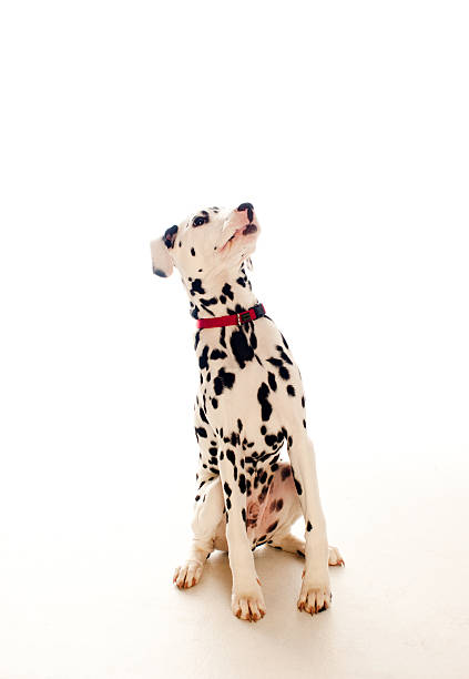 istock Dalmatian puppy sitting and looking up 471496433