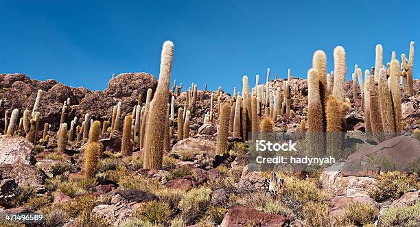 Photo libre de droit de Isla Del Pescado Sur Lac Salar De Uyuni banque d'images et plus d'images libres de droit de Aloès - Aloès, Altiplano, Amérique du Sud