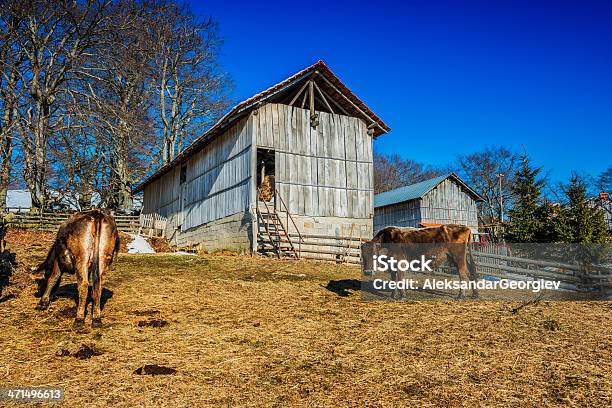 Photo libre de droit de Vache De La Vieille Ferme Grange En Bois Dans Le Village banque d'images et plus d'images libres de droit de Affaires Finance et Industrie