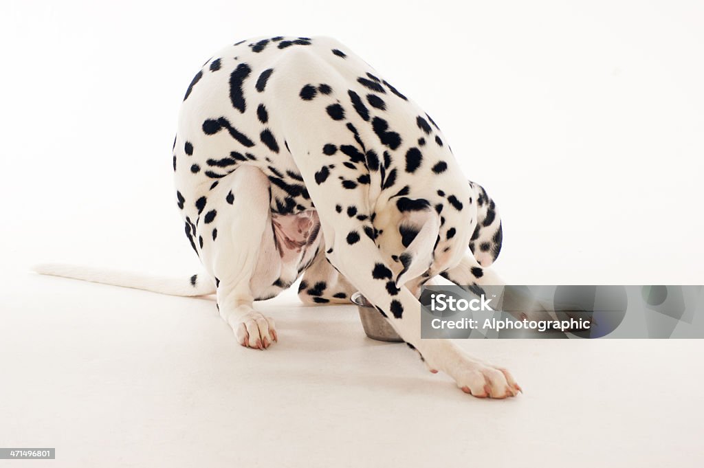 Dálmata cachorrinho comendo sentando - Foto de stock de Alimentar royalty-free