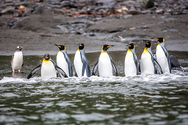 istock Group of King Penguin walking into the sea 471496847