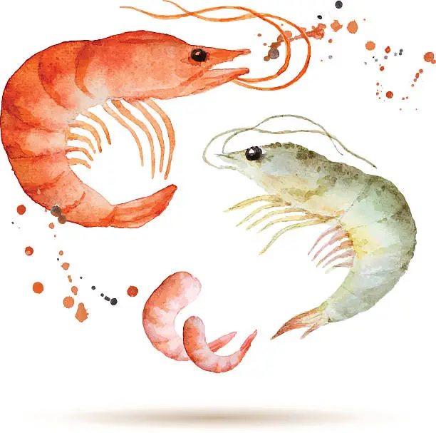 Vector illustration of Watercolor shrimp