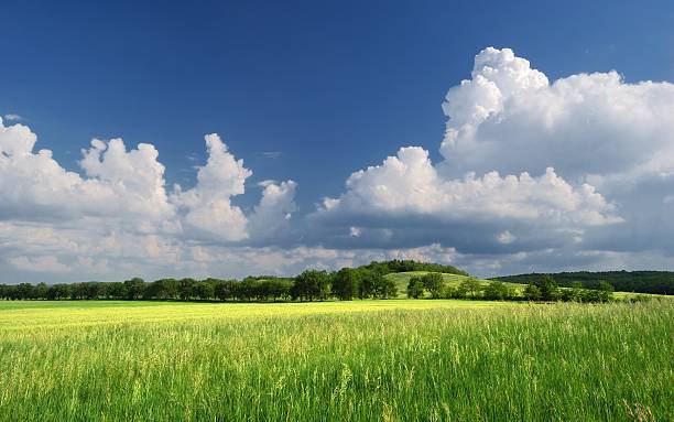 istock Summer grassland / Green summer meadow 471496922