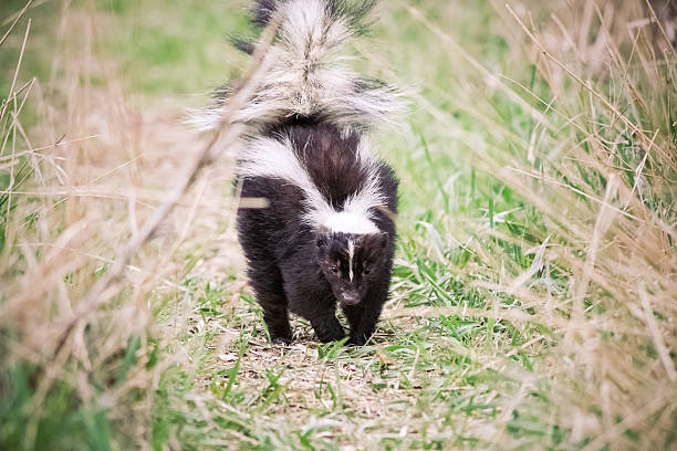 Skunk walking on grassy nature path with tail up A black and white skunk walking along a grassy nature path outdoors. He has his tail up in a warning to the photographer to stay away. Photo taken from a low angle, close to the ground. No people. High resolution color photograph. Horizontal composition. skunk stock pictures, royalty-free photos & images