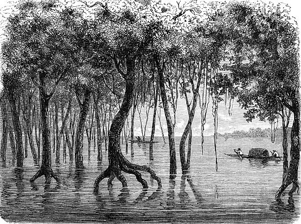 amazonas zalaniem forest - old fashioned scenics engraving river stock illustrations