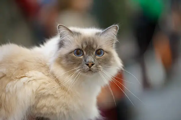 The Birman, also called the "Sacred Cat of Burma", is a domestic cat breed.