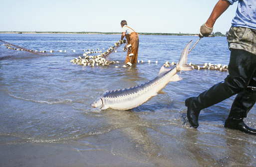 \n\n      Places Fishing  on the river Volga, near the Caspian Sea -   \