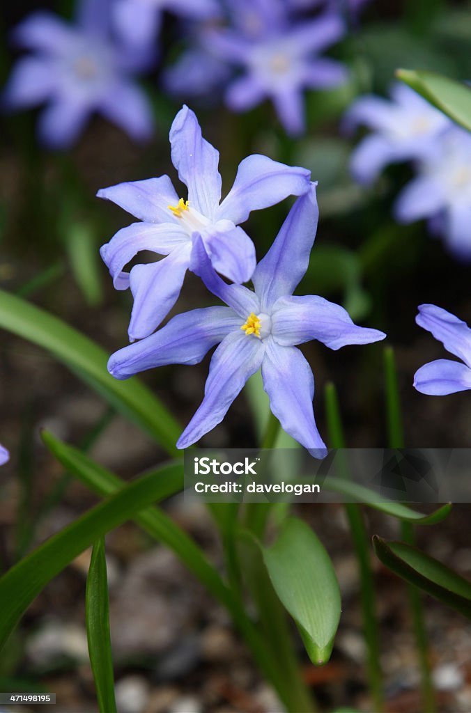 Piccolo fiore tulipani blu - Foto stock royalty-free di Blu