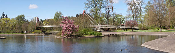 Duck Pond Eugene Oregon Alton Baker Park Peter DeFazio Bridge Alton Baker Park Duck Pond area looking towards Peter DeFazio Bridge  and the Ferry St. Bridge. This area is part of the City of Eugene “Ruth Bascom Riverbank Path System” that runs along the Willamette River in Eugene, Oregon. Multiple images merged and edited with photoshop. eugene oregon stock pictures, royalty-free photos & images